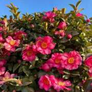 ヒメ日記 2026/01/07 08:06 投稿 みずほ 大宮おかあさん