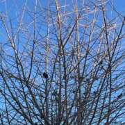 みずほ たくさんの！ 大宮おかあさん