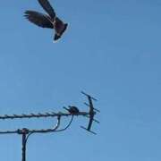 ヒメ日記 2026/01/30 13:26 投稿 みずほ 大宮おかあさん