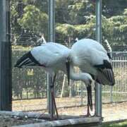 ヒメ日記 2026/03/12 07:36 投稿 みずほ 大宮おかあさん