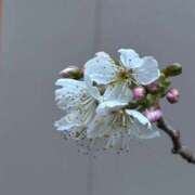 ヒメ日記 2026/03/31 12:26 投稿 みずほ 大宮おかあさん