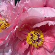 ヒメ日記 2026/04/15 06:46 投稿 みずほ 大宮おかあさん