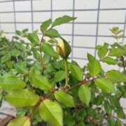 ヒメ日記 2026/04/29 08:36 投稿 みずほ 大宮おかあさん