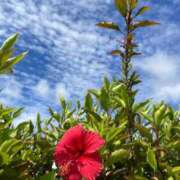 ヒメ日記 2025/07/11 07:42 投稿 ゆあ 出会い系人妻ネットワーク 上野〜大塚編