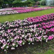 ヒメ日記 2025/07/13 10:18 投稿 ゆあ 出会い系人妻ネットワーク 上野〜大塚編