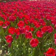 ヒメ日記 2025/07/21 20:01 投稿 エミ Club Hearts