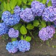 ヒメ日記 2025/08/30 06:01 投稿 エミ Club Hearts