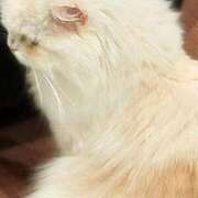 ヒメ日記 2025/08/30 12:09 投稿 Hisui LovingTouch（ラビングタッチ）