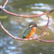 ヒメ日記 2025/12/04 12:08 投稿 Hisui LovingTouch（ラビングタッチ）