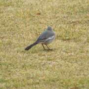 ヒメ日記 2026/01/21 12:15 投稿 Hisui LovingTouch（ラビングタッチ）