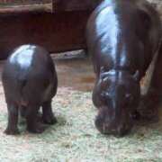 ヒメ日記 2026/03/05 12:08 投稿 Hisui LovingTouch（ラビングタッチ）