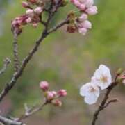 ヒメ日記 2026/03/19 15:50 投稿 安西ゆうり 月の真珠-五反田-