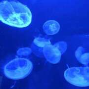 ヒメ日記 2026/01/20 11:15 投稿 杉谷 麻弥 こあくまな熟女たち沼津店（KOAKUMAグループ）