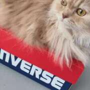 ヒメ日記 2025/07/24 12:20 投稿 歩川（あゆかわ） 丸妻 錦糸町店