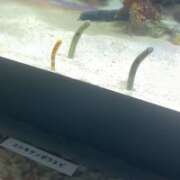 ヒメ日記 2025/08/06 16:07 投稿 歩川（あゆかわ） 丸妻 錦糸町店