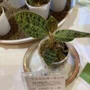 ヒメ日記 2026/02/09 15:56 投稿 ★1番大好きな人★ Cinderella Collection(シンデレラコレクション)