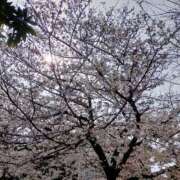 ヒメ日記 2026/03/31 22:22 投稿 綾瀬おと 恋する奥さん 西中島店