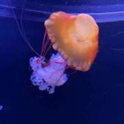 ヒメ日記 2025/08/29 10:02 投稿 りん 錦糸町ちゃんこ