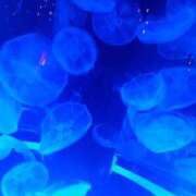 ヒメ日記 2025/08/24 18:53 投稿 ましろ 櫻女学院