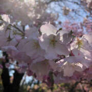 ヒメ日記 2025/10/24 17:11 投稿 あんり ANGEL KISS 池袋