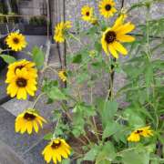 ヒメ日記 2025/08/07 10:58 投稿 麗未-れみ 熟女10000円デリヘル 川崎