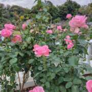 麗未-れみ 出勤します 熟女10000円デリヘル 川崎