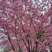 ヒメ日記 2026/03/14 15:18 投稿 麗未-れみ 熟女10000円デリヘル 川崎