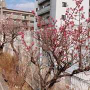 ヒメ日記 2026/03/04 15:41 投稿 白浜 鶯谷人妻城