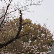 ヒメ日記 2026/03/23 22:32 投稿 白浜 鶯谷人妻城