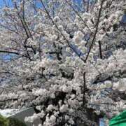 ヒメ日記 2026/03/30 15:58 投稿 岸えり Salon du M-えっちなお姉さんのM性感デリバリー-五反田店