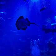 ヒメ日記 2025/11/27 19:47 投稿 にこ ラブ＆ナース