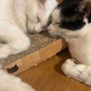 ヒメ日記 2025/12/20 13:33 投稿 ♪のの♪ 水色りぼん