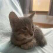 ♪のの♪ 今年もありがとうございました🙏 水色りぼん