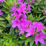 ヒメ日記 2026/04/14 08:08 投稿 津々見あゆ 川崎南町 素敵な奥様（川崎ハレ系）