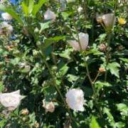 ヒメ日記 2025/08/15 21:06 投稿 月詩もも お姉さんCLUB