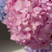 ヒメ日記 2025/08/24 20:09 投稿 月詩もも お姉さんCLUB