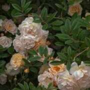 ヒメ日記 2025/10/04 06:51 投稿 月詩もも お姉さんCLUB