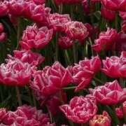 ヒメ日記 2025/11/04 23:27 投稿 月詩もも お姉さんCLUB