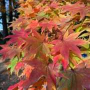 ヒメ日記 2025/11/06 15:18 投稿 月詩もも お姉さんCLUB