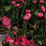 ヒメ日記 2026/03/13 18:13 投稿 月詩もも お姉さんCLUB