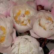 ヒメ日記 2026/03/17 19:12 投稿 月詩もも お姉さんCLUB