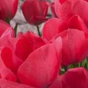 ヒメ日記 2026/04/17 16:27 投稿 月詩もも お姉さんCLUB