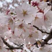 ヒメ日記 2026/04/06 16:12 投稿 しょうこ 千葉人妻花壇