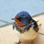 ヒメ日記 2025/07/14 22:06 投稿 岡福(おかふく) 八王子人妻城