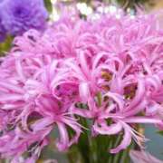 ヒメ日記 2025/08/10 15:00 投稿 岡福(おかふく) 八王子人妻城