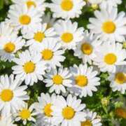 ヒメ日記 2025/08/10 18:42 投稿 岡福(おかふく) 八王子人妻城