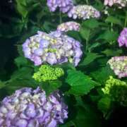 ヒメ日記 2025/08/16 22:18 投稿 岡福(おかふく) 八王子人妻城