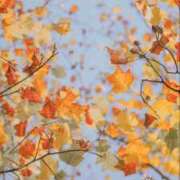 つむぎ 週末へつながる温度 DEEP BLACK