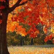 ヒメ日記 2025/12/09 09:55 投稿 つむぎ DEEP BLACK