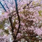 ヒメ日記 2026/04/05 17:24 投稿 愛空美(あくび)【柔らかな色香】 美魔女コレクション別府店